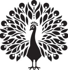 Peacock Vector Art